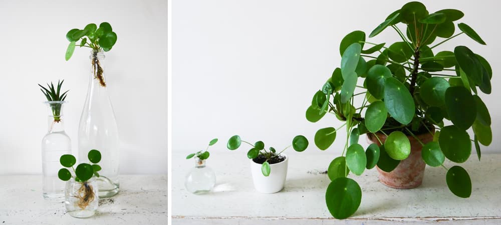 Bouturage