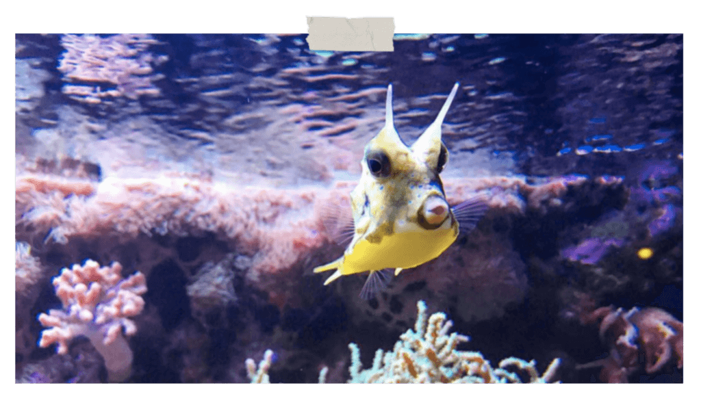 été-à-Lyon-aquarium