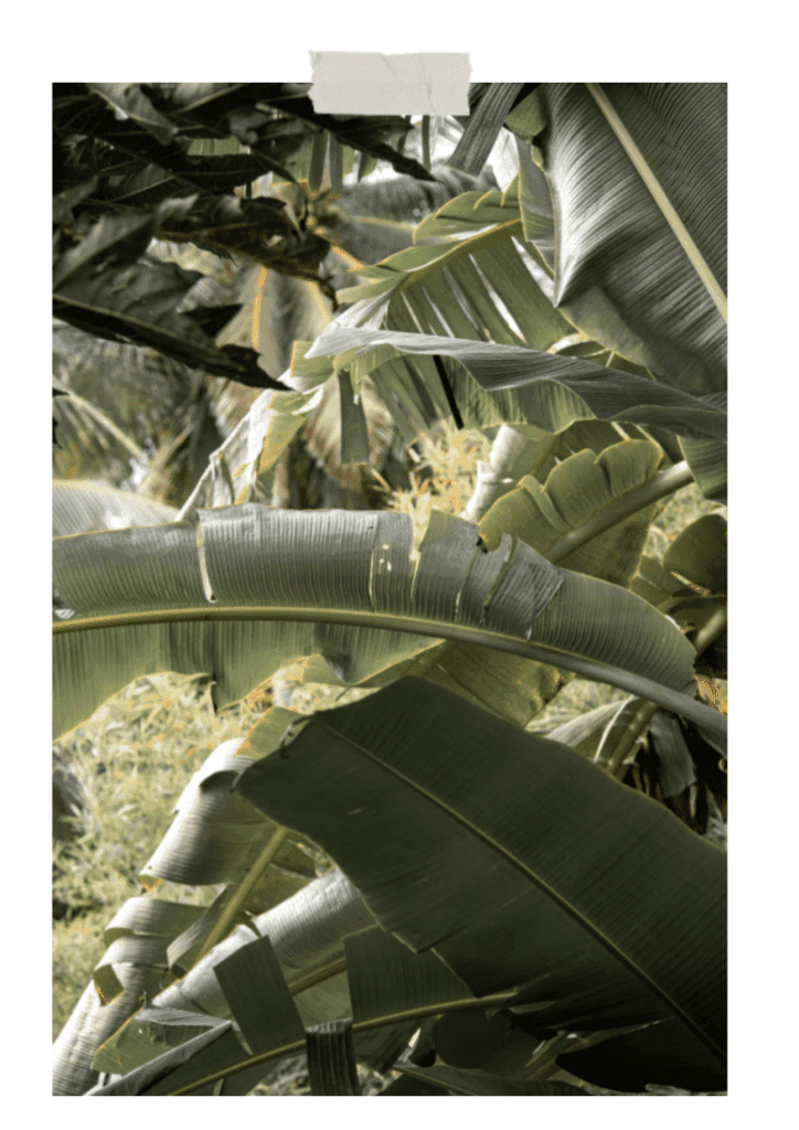 été-à-Lyon-jardin-botanique