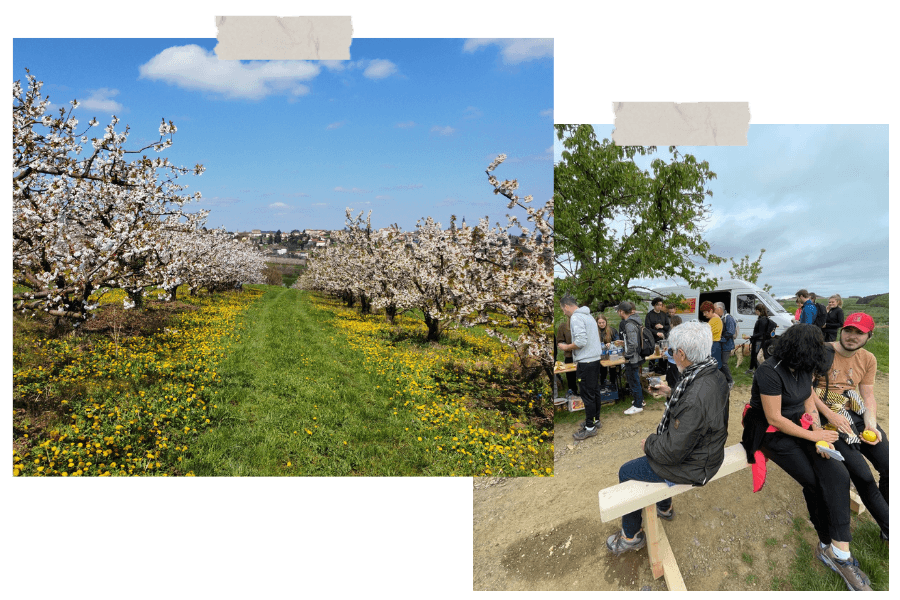 Que faire à Lyon en avril Randonner au milieu des cerisiers en fleurs à Bessenay