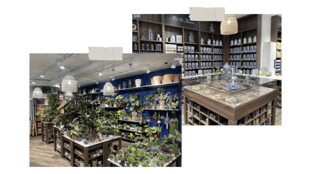 meilleures-boutiques-plantes-Camélia