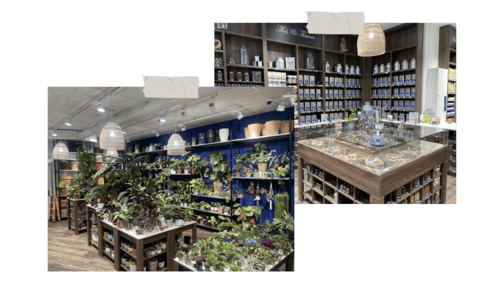 meilleures-boutiques-plantes-Camélia