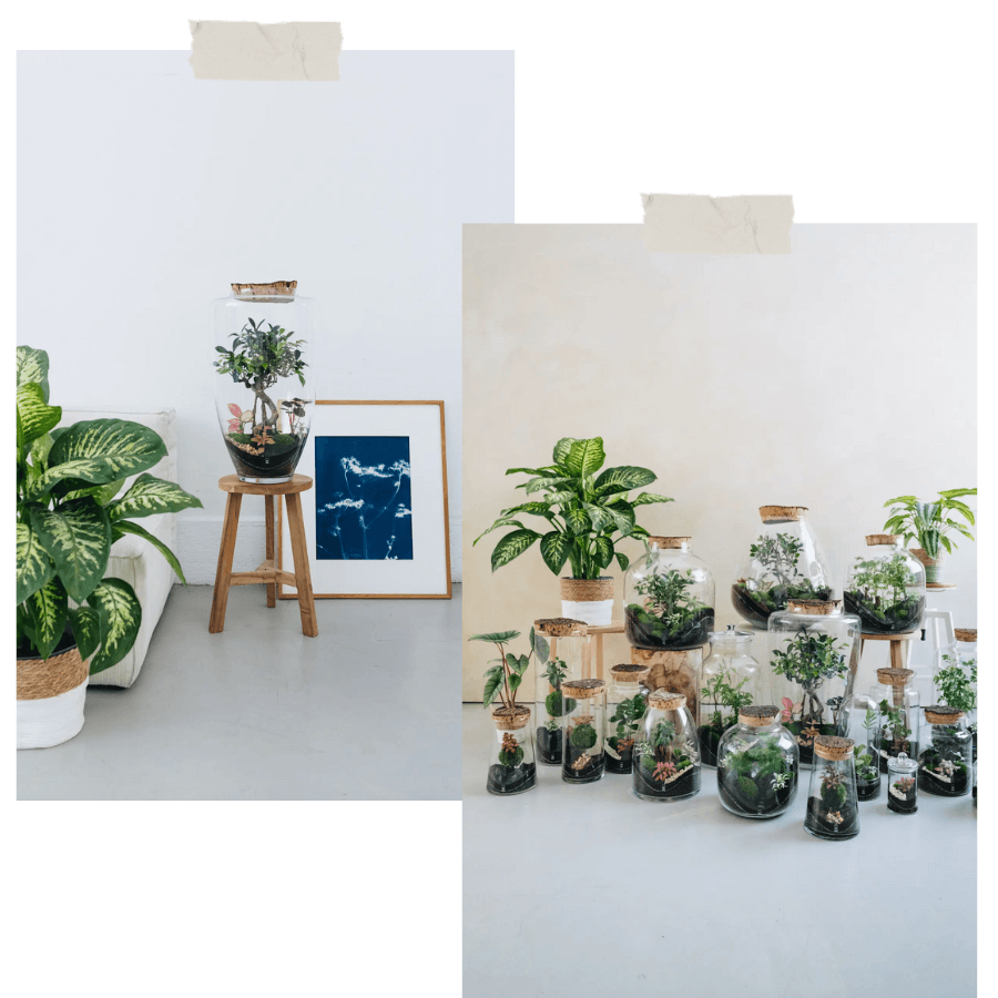 Terrarium Onno - idée cadeaux 100% lyonnais
