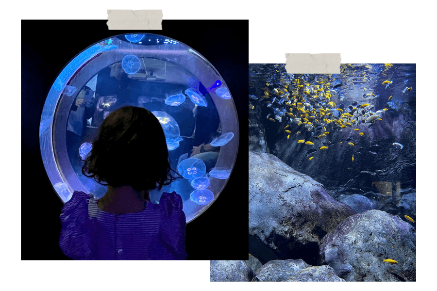 Que faire à Lyon avec des enfants _ Aquarium Lyon